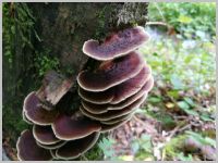 Dreifarbige Tramete2